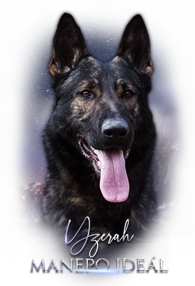 Yzerah krycí pes