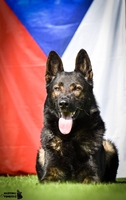 Tenebris Bohemia