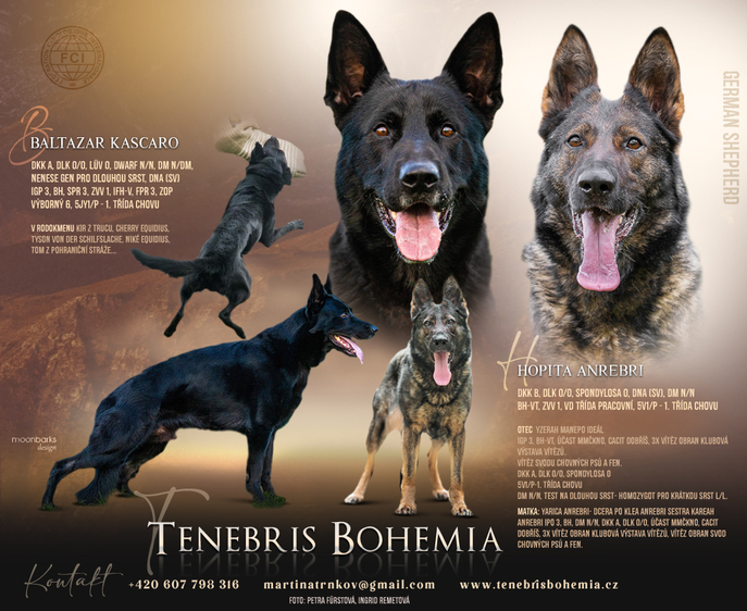tenebris bohemia2024 cz
